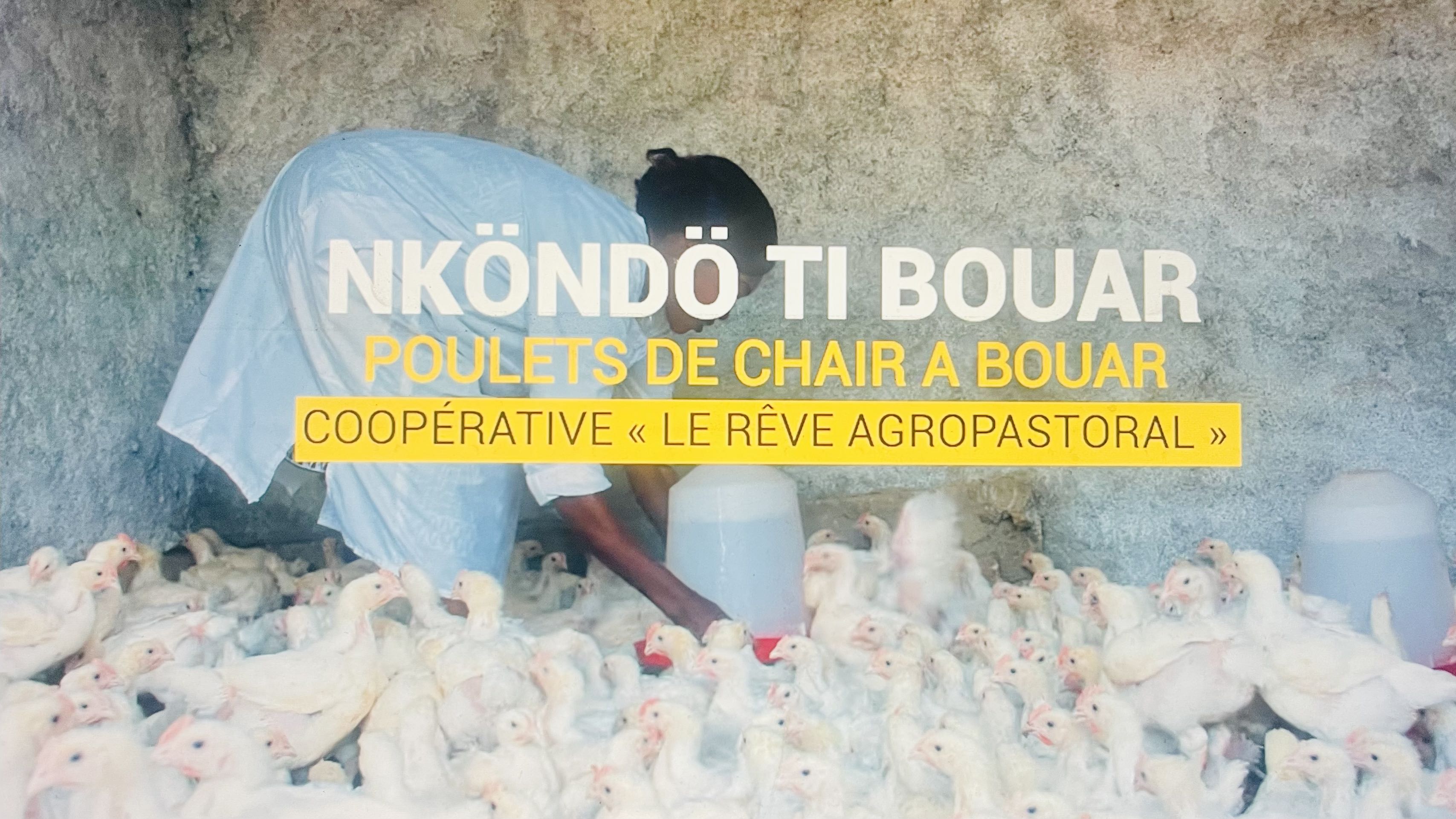 Les Poulets de Bouar